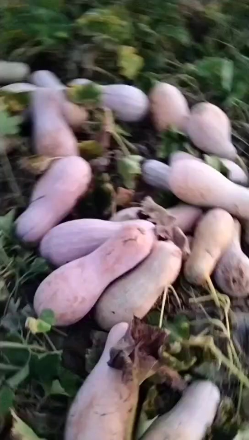 我想卖南瓜，