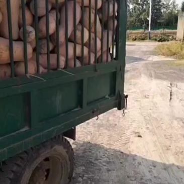 我想卖南瓜，