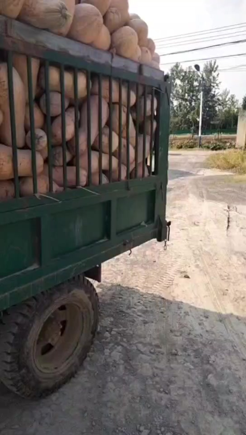 我想卖南瓜，
