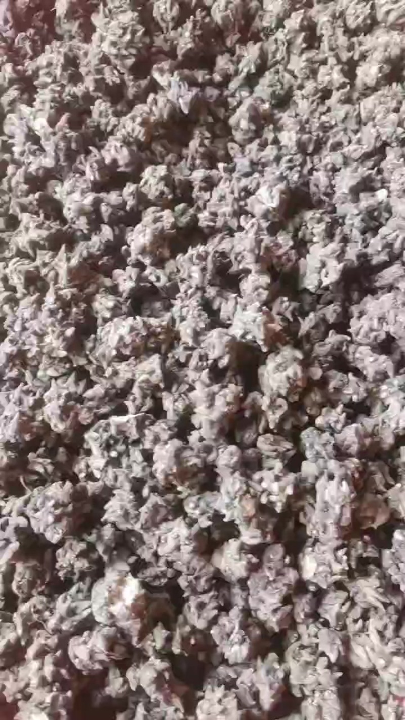 野生猫爪草