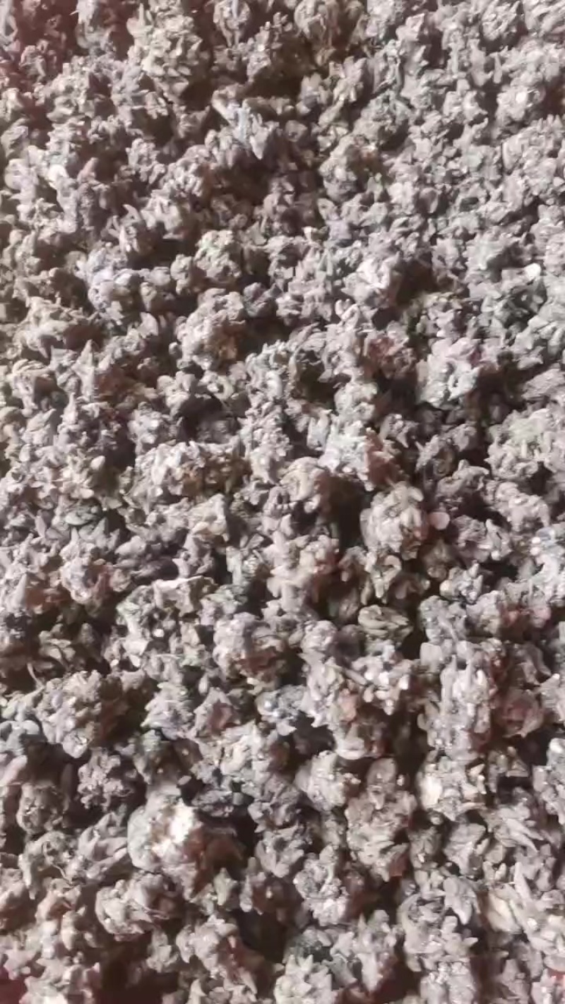 野生猫爪草