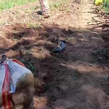 土豆