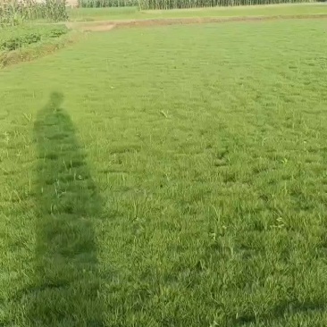 草坪