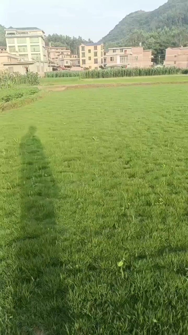 草坪