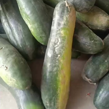 青皮白皮冬瓜