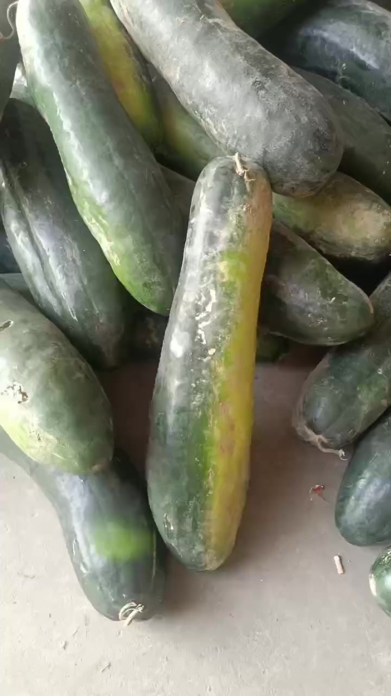 青皮白皮冬瓜