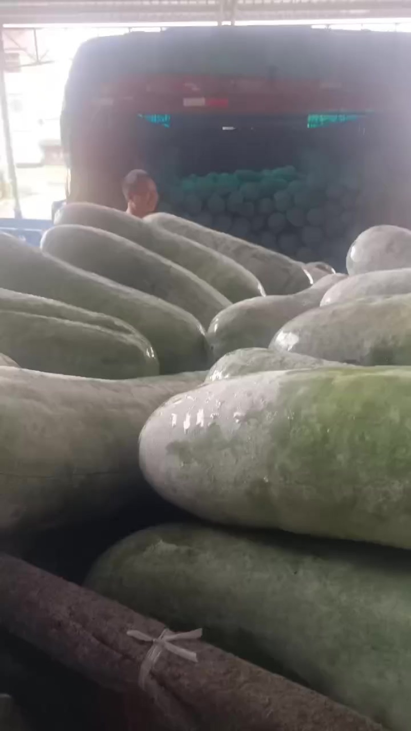 青皮白皮冬瓜