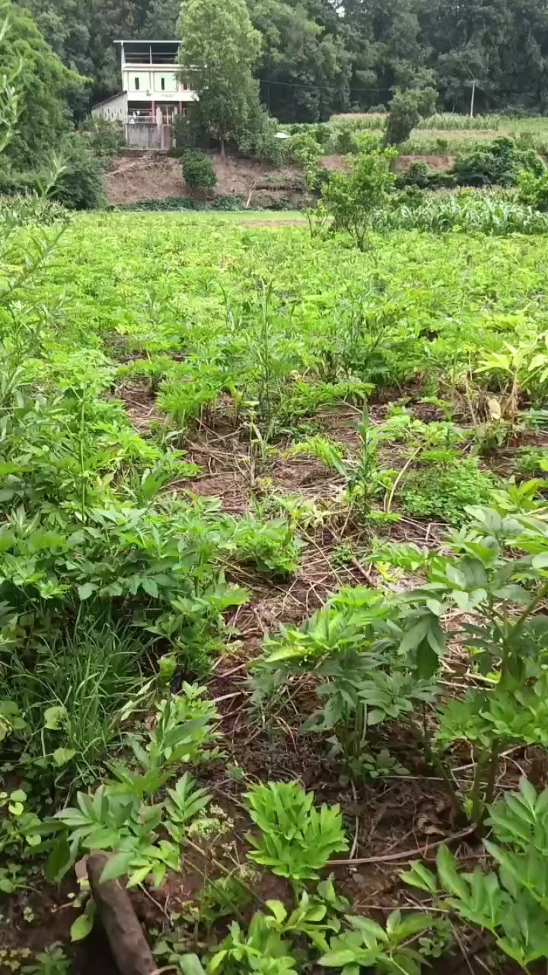 白芷药材）
