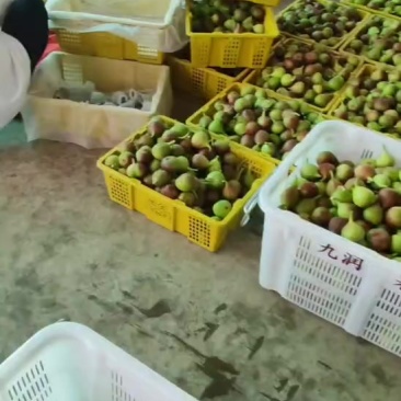 东川正季无花果