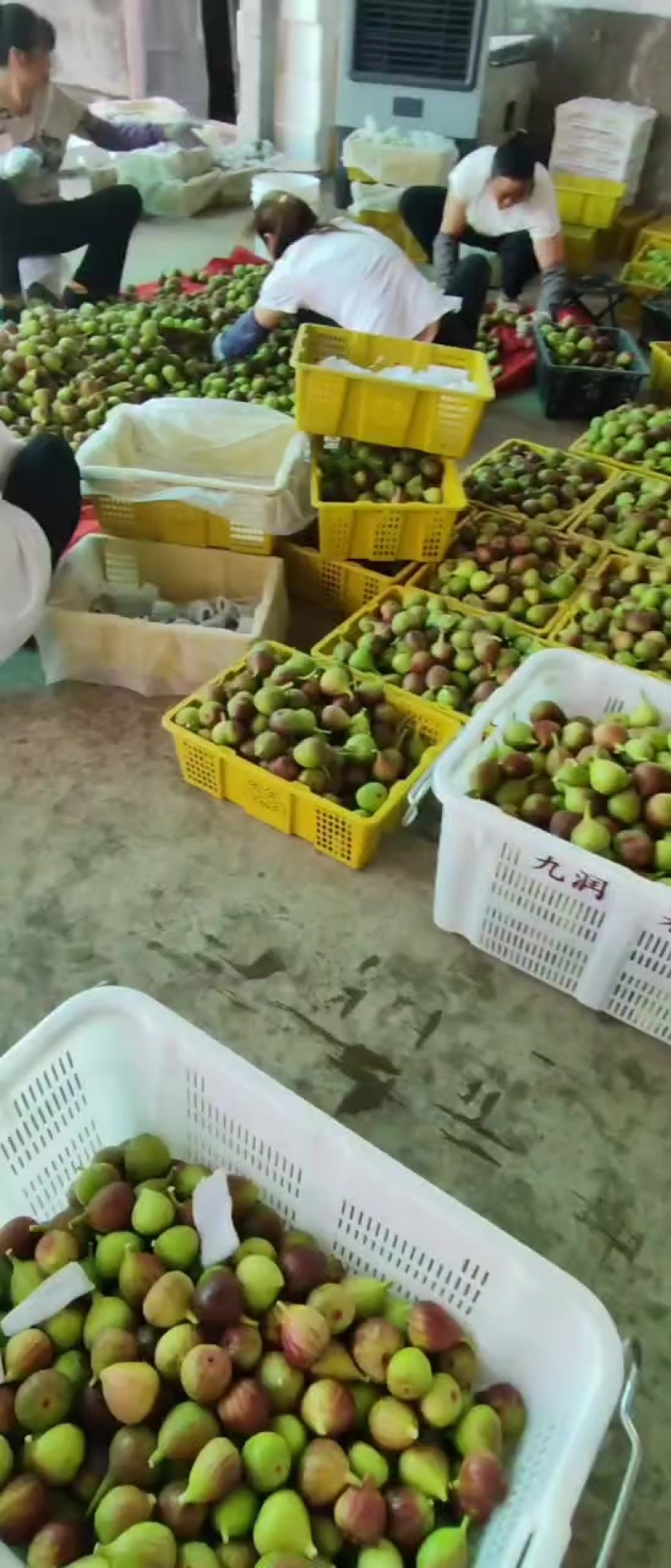 东川正季无花果