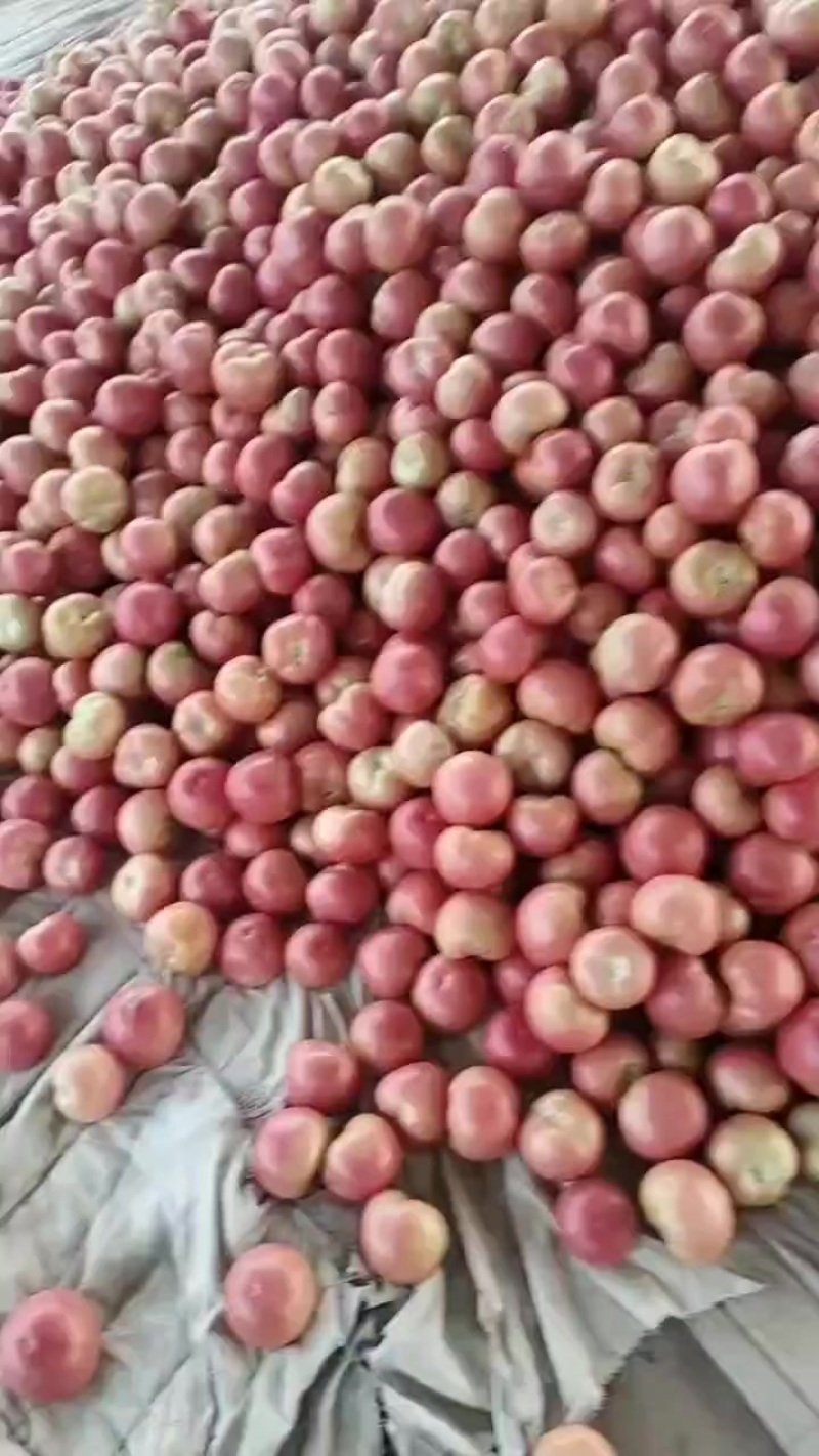 甘蓝地的西红柿