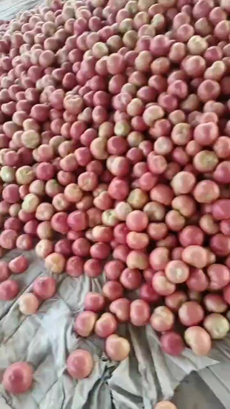 甘蓝地的西红柿