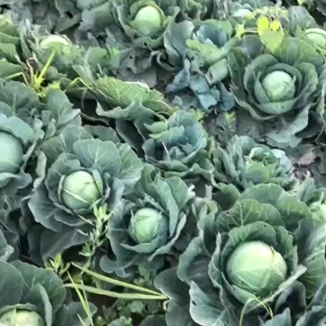 甘蓝