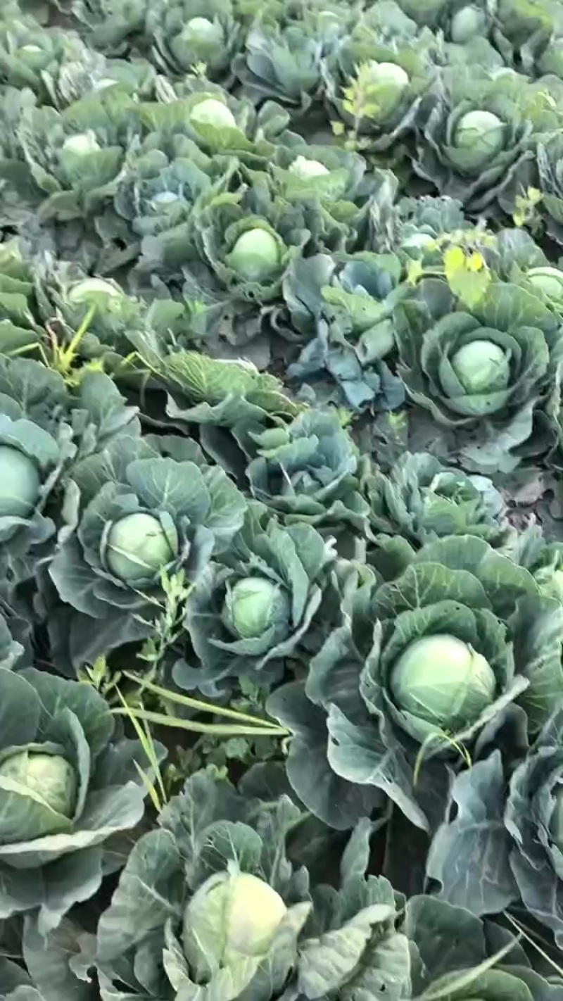 甘蓝