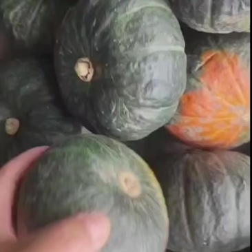 贝贝南瓜（保粉保老）