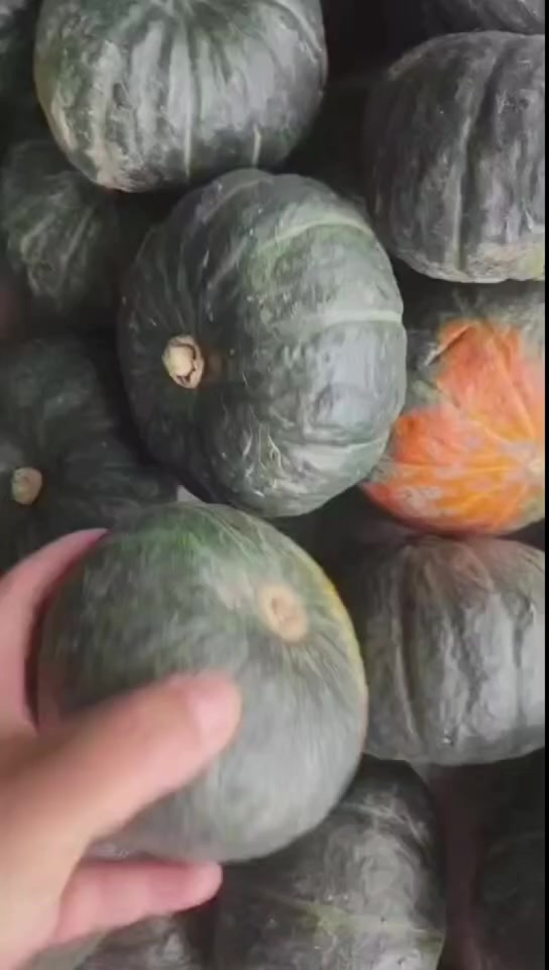 贝贝南瓜（保粉保老）