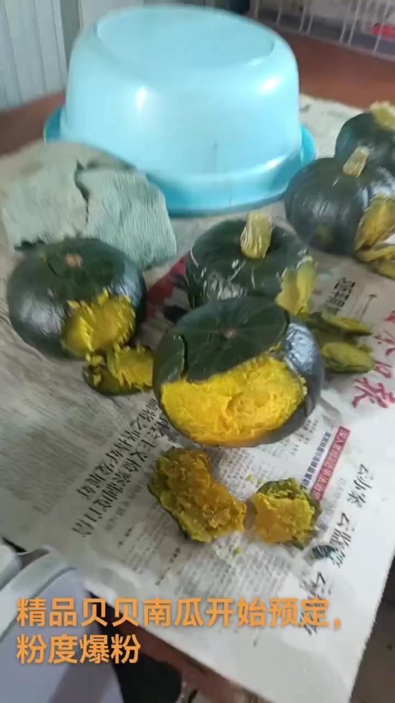 贝贝南瓜（保粉保老）