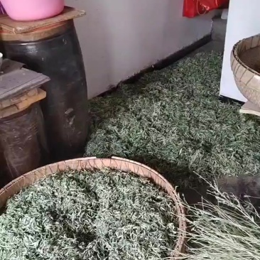 干艾叶草
