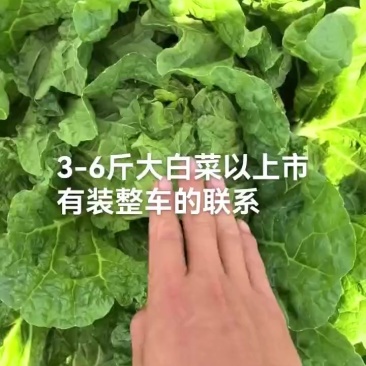 精品大白菜