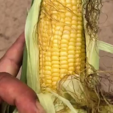 水果玉米