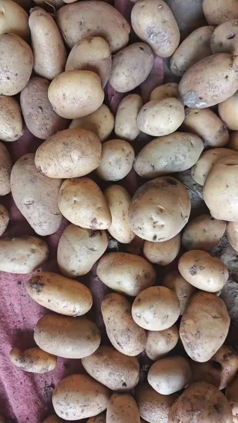 自家种土豆