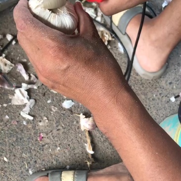 大蒜净盘机