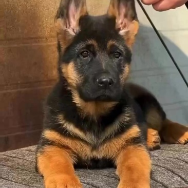德国牧羊犬