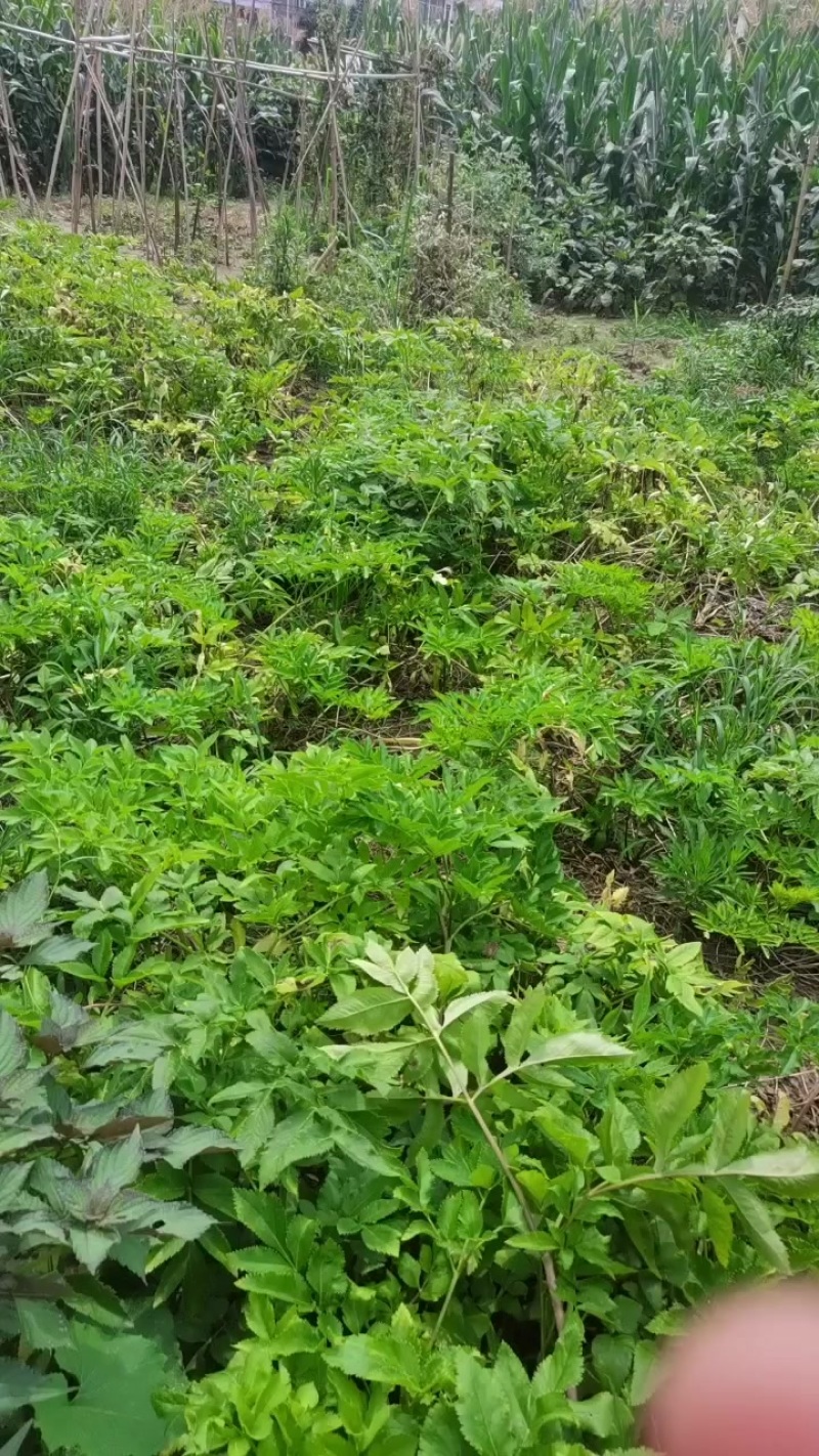 白芷