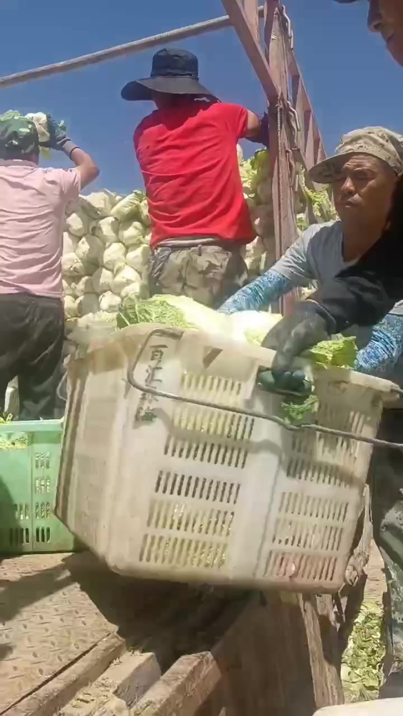 大娃娃菜半净菜装车，今天7.9号，欢迎大家通一亩田平台