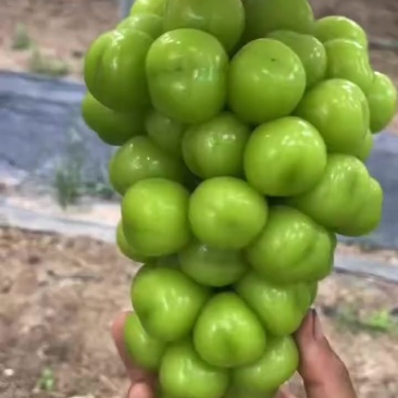 江苏新沂阳光玫瑰