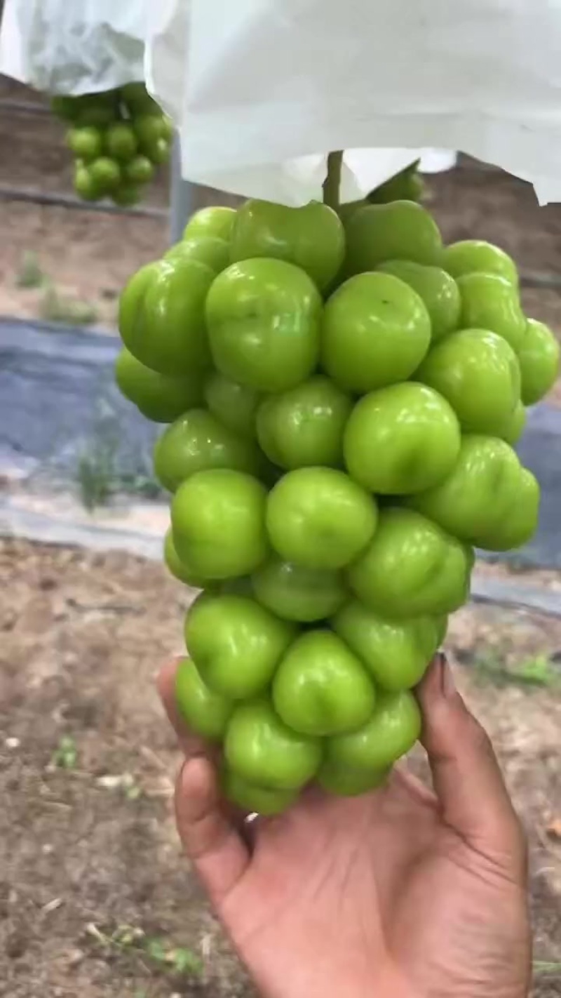 江苏新沂阳光玫瑰