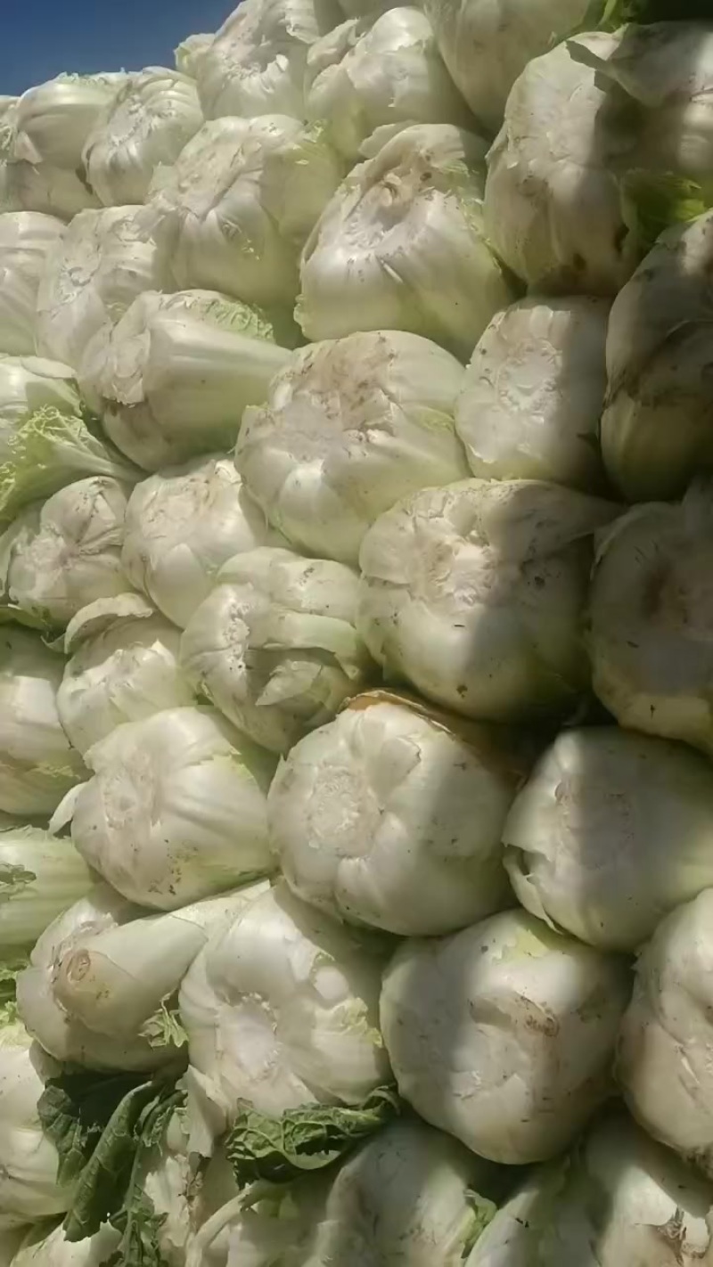 大娃娃菜半净菜装车，今天7.9号，欢迎大家通一亩田平台