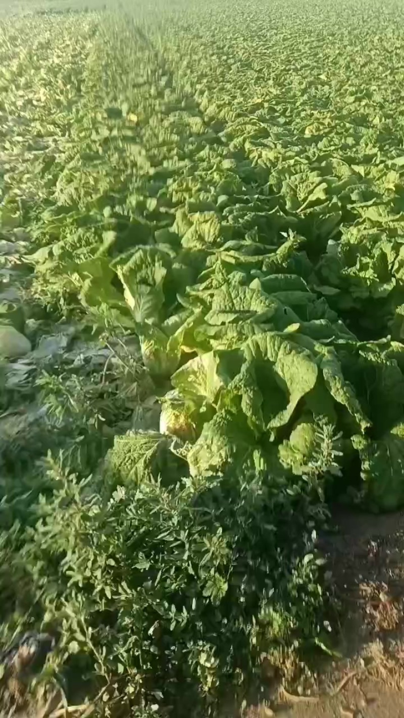 大娃娃菜半净菜装车，今天7.9号，欢迎大家通一亩田平台