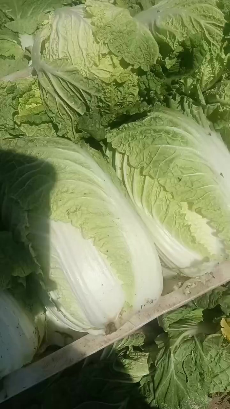 大娃娃菜半净菜装车，今天7.9号，欢迎大家通一亩田平台