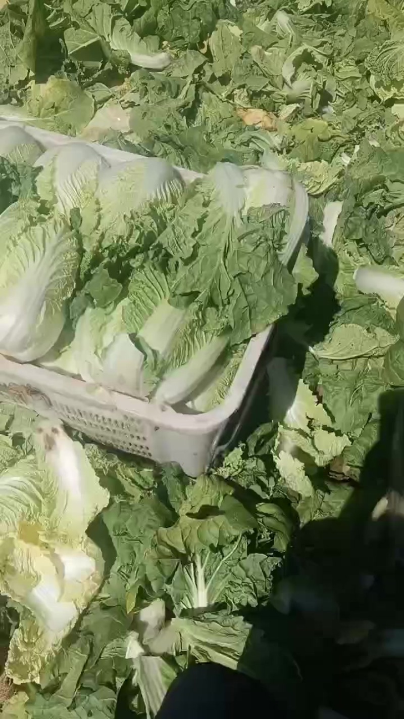 大娃娃菜半净菜装车，今天7.9号，欢迎大家通一亩田平台
