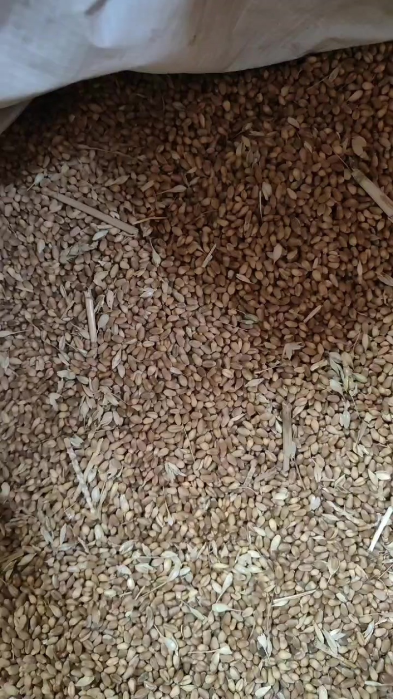 麦