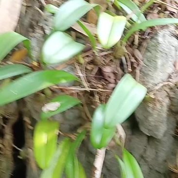 野生中草药材石橄榄