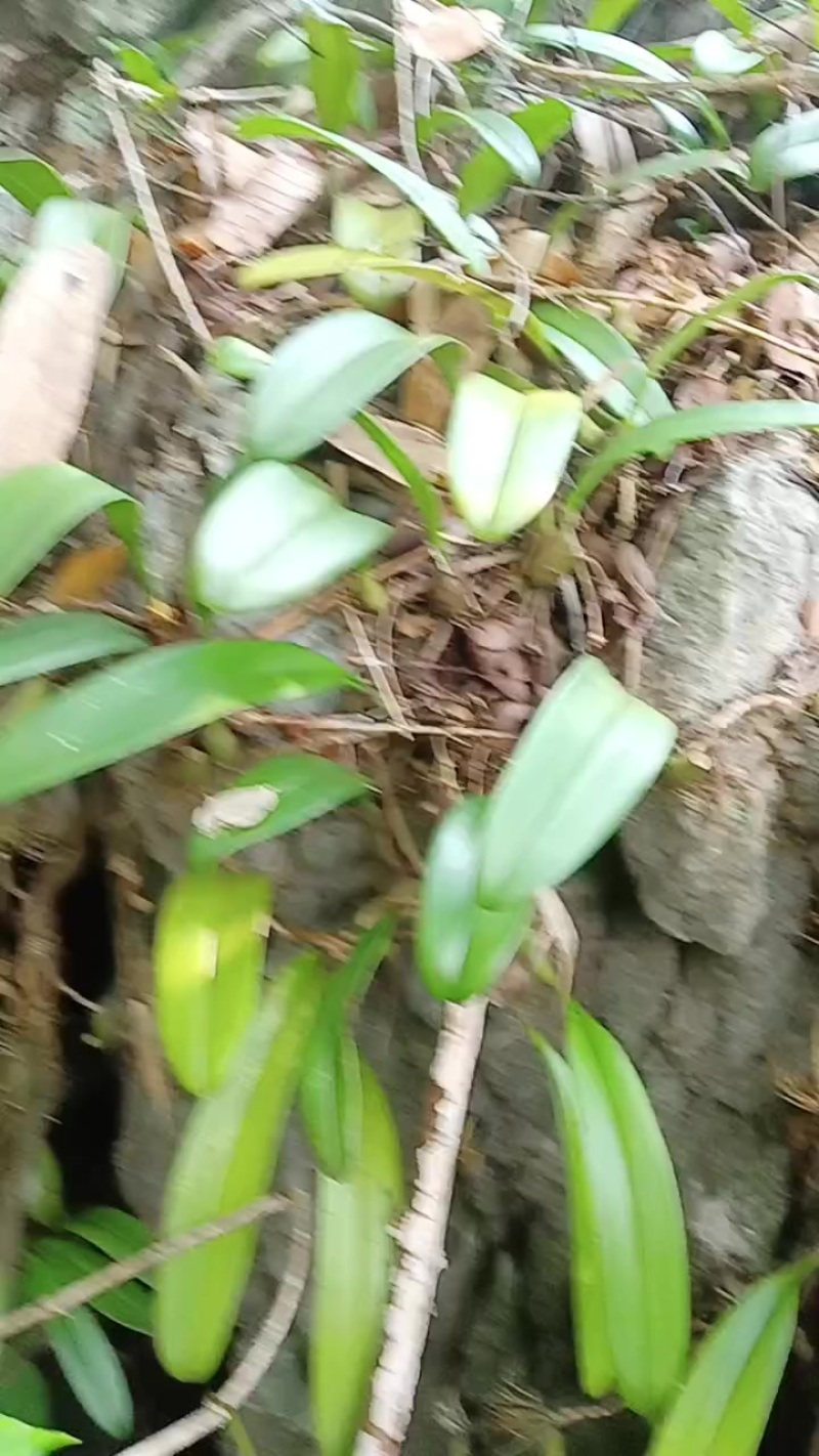 野生中草药材石橄榄