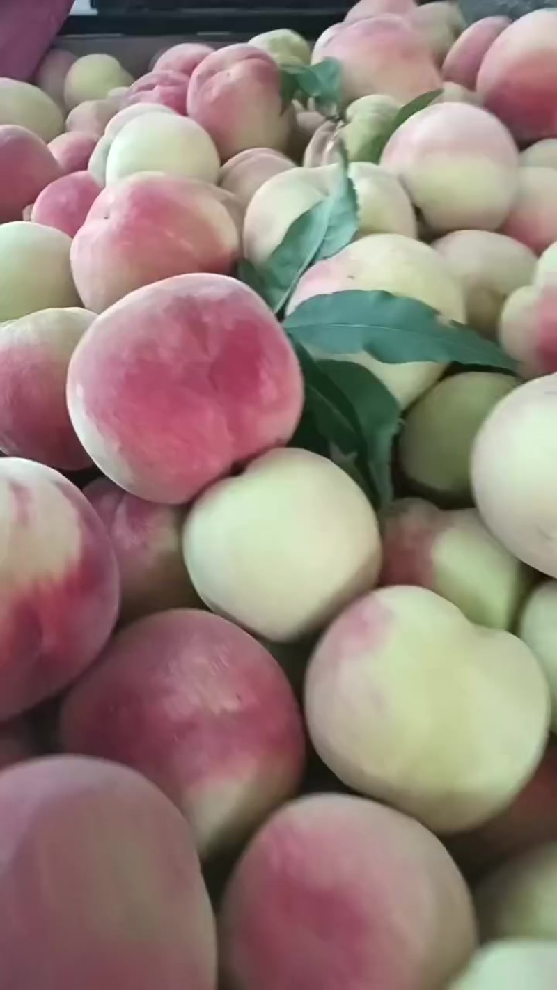 北京二二号离核红不软