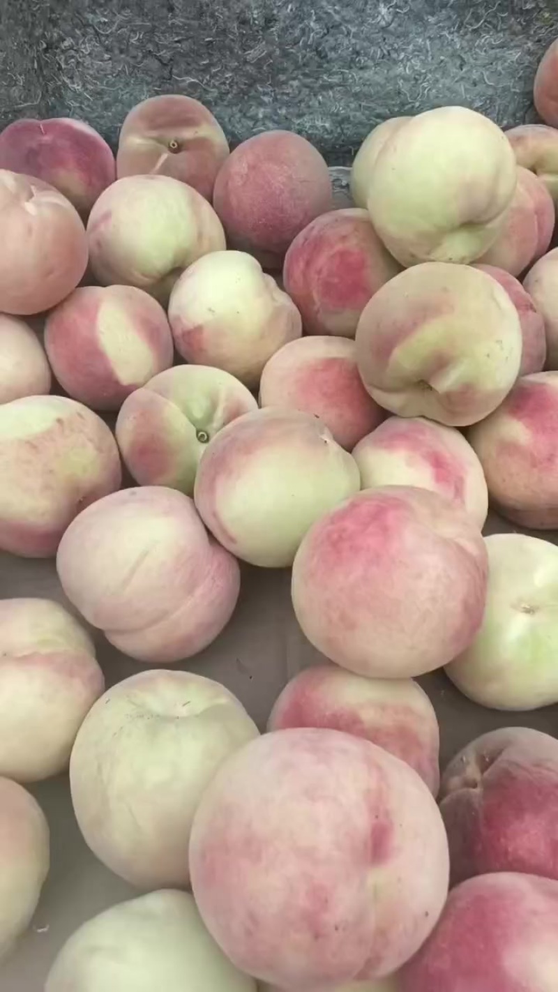 北京二二号离核红不软