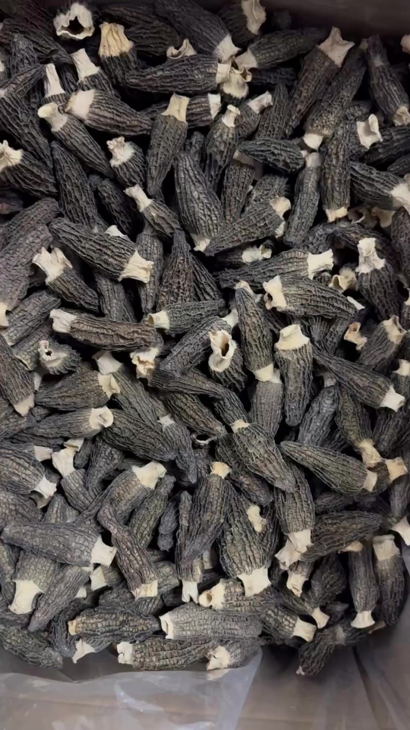 25年头茬新货物美价廉