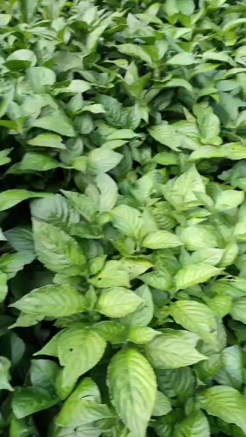 板蓝根