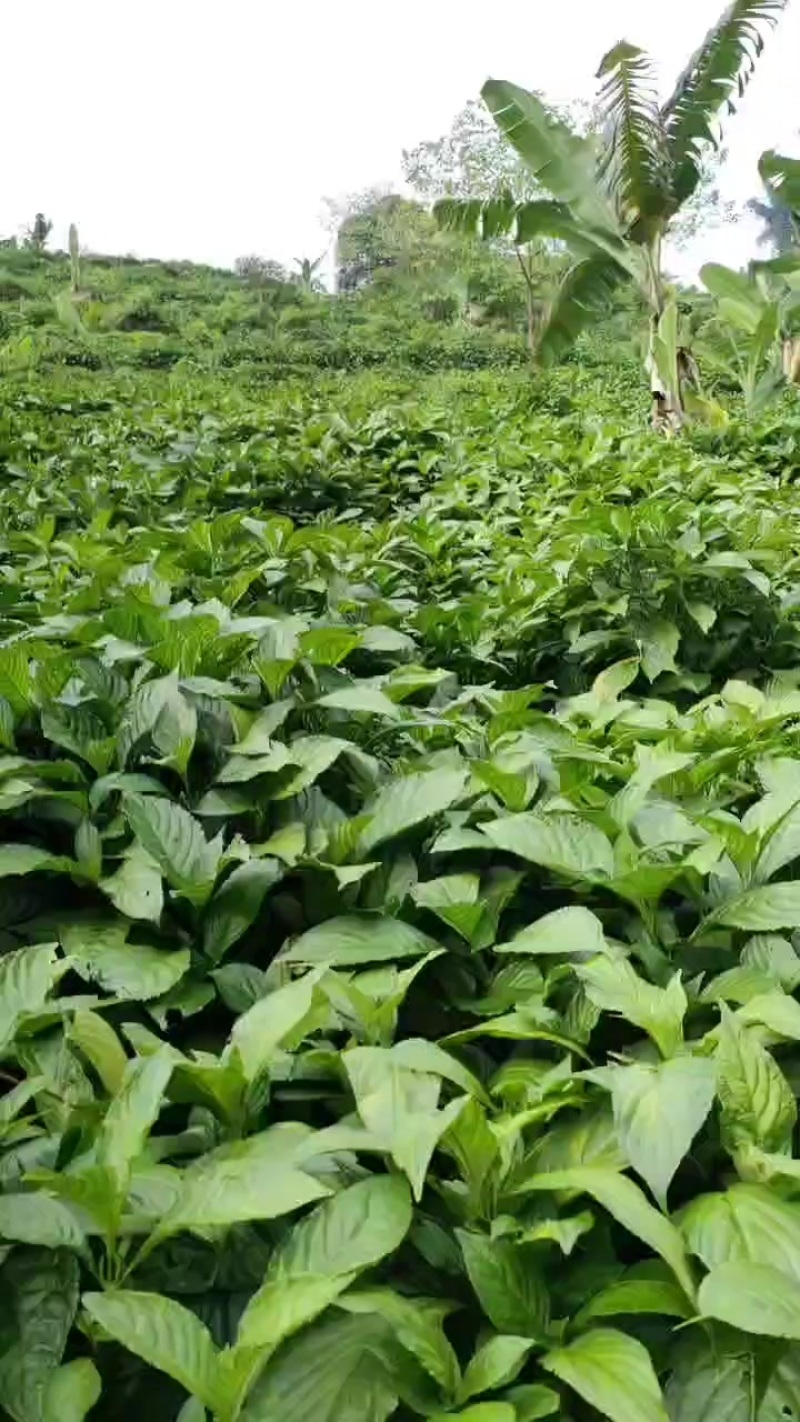 板蓝根