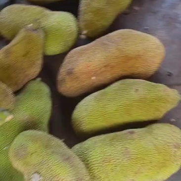 黄鱼