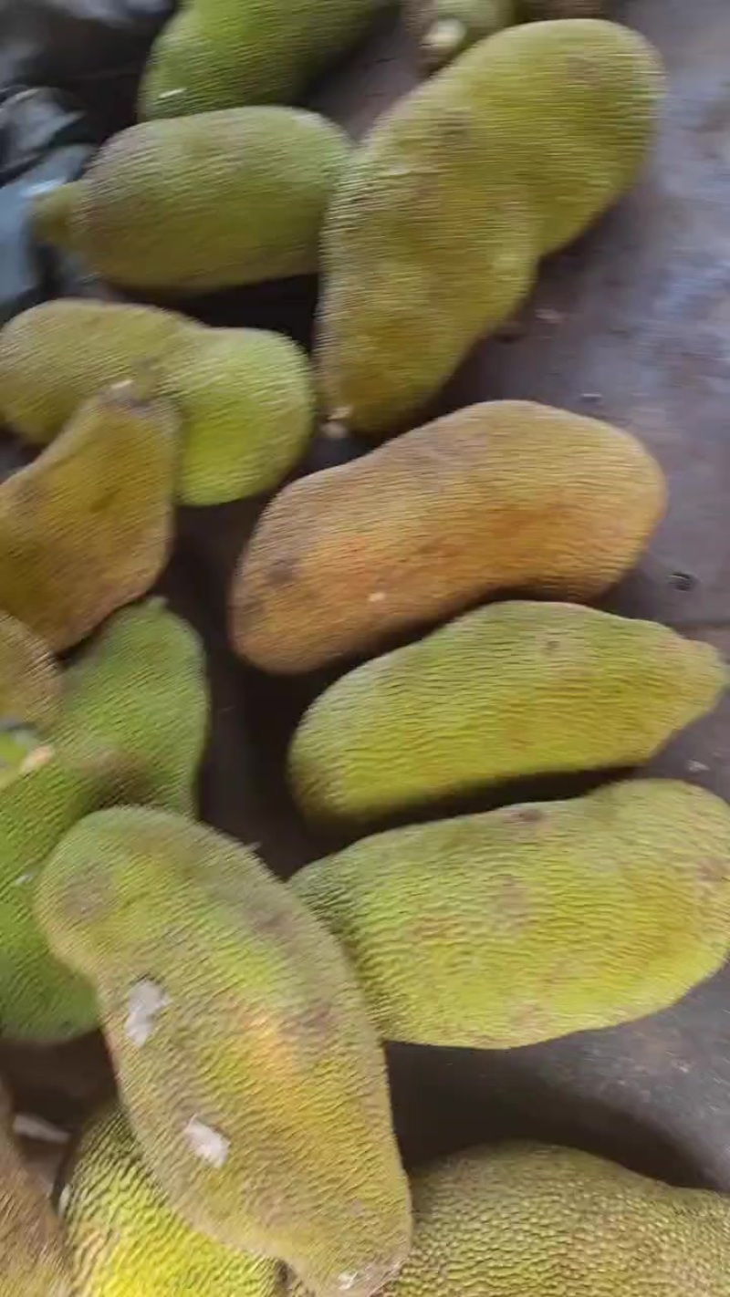 黄鱼