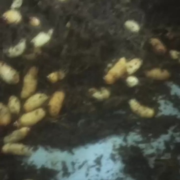 竹笋虫