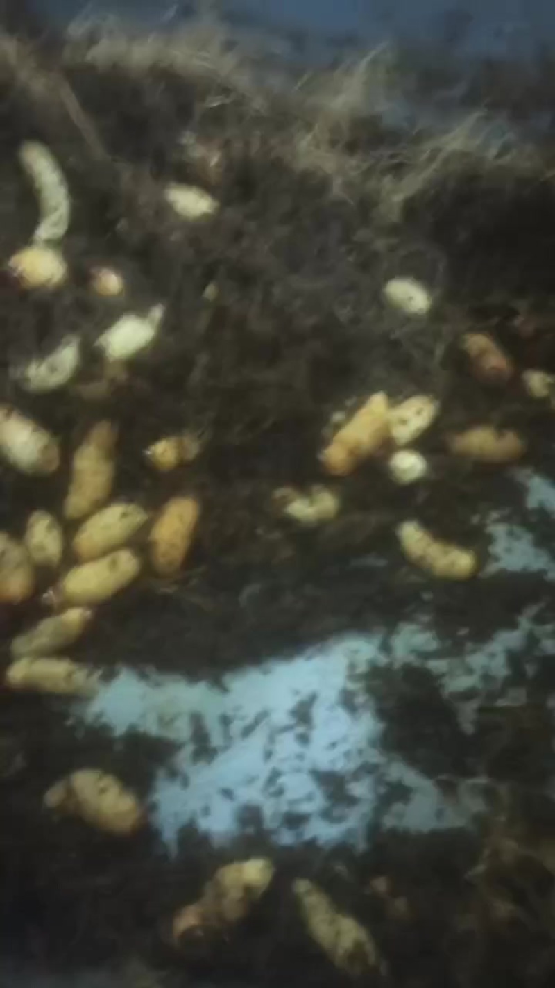 竹笋虫