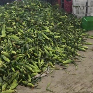 水果玉米大量上市