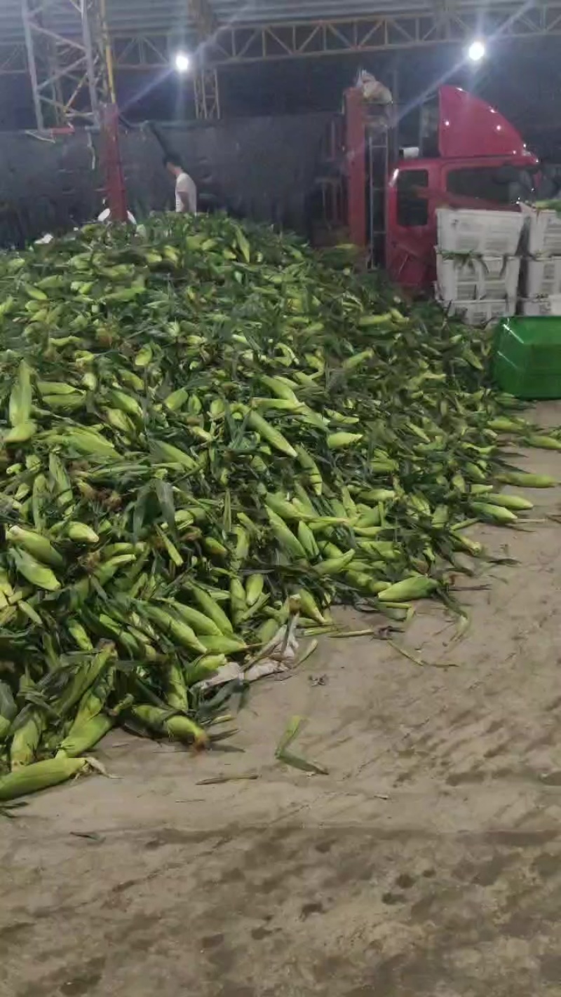 水果玉米大量上市