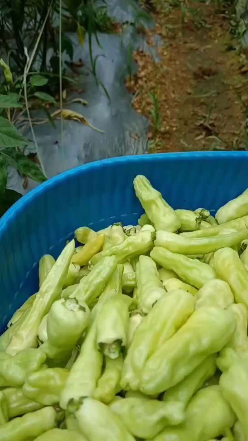 文山小米辣